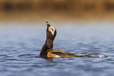 Image. Long-tailed Duck