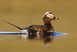 Image. Long-tailed Duck