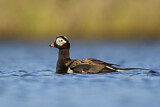Image. Long-tailed Duck