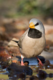 Image. Long-tailed Finch