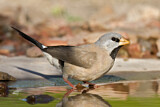Image. Long-tailed Finch