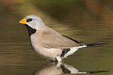 Image. Long-tailed Finch