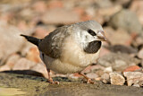 Image. Long-tailed Finch