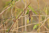 Image. Long-tailed Ground Dove