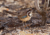 Image. Long-tailed Ground Roller