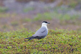 Image. Long-tailed Jaeger