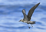Image. Long-tailed Jaeger