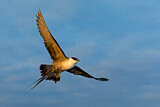 Image. Long-tailed Jaeger