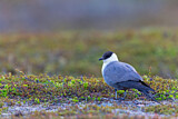 Image. Long-tailed Jaeger