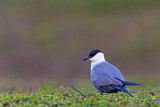 Image. Long-tailed Jaeger