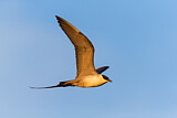 Image. Long-tailed Jaeger