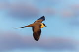 Image. Long-tailed Jaeger