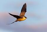Image. Long-tailed Jaeger