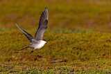 Image. Long-tailed Jaeger