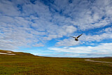 Image. Long-tailed Jaeger