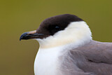 Image. Long-tailed Jaeger