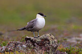 Image. Long-tailed Jaeger