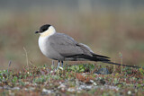 Image. Long-tailed Jaeger