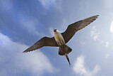 Image. Long-tailed Jaeger