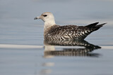 Image. Long-tailed Jaeger