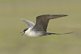 Image. Long-tailed Jaeger