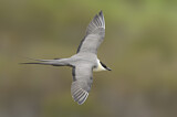 Image. Long-tailed Jaeger