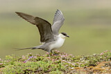 Image. Long-tailed Jaeger