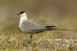Image. Long-tailed Jaeger