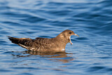 Image. Long-tailed Jaeger