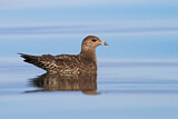 Image. Long-tailed Jaeger
