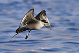 Image. Long-tailed Jaeger