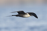 Image. Long-tailed Jaeger