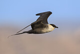 Image. Long-tailed Jaeger