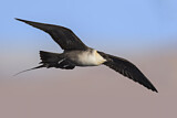 Image. Long-tailed Jaeger