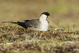 Image. Long-tailed Jaeger