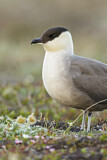 Image. Long-tailed Jaeger