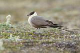 Image. Long-tailed Jaeger