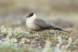 Image. Long-tailed Jaeger