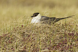 Image. Long-tailed Jaeger
