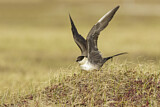 Image. Long-tailed Jaeger