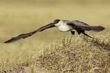 Image. Long-tailed Jaeger