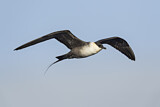 Image. Long-tailed Jaeger