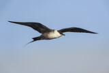 Image. Long-tailed Jaeger