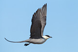 Image. Long-tailed Jaeger