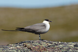 Image. Long-tailed Jaeger