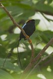 Image. Long-tailed Manakin
