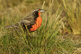 Image. Long-tailed Meadowlark