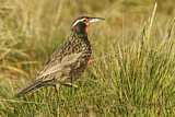 Image. Long-tailed Meadowlark