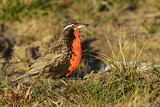 Image. Long-tailed Meadowlark