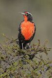 Image. Long-tailed Meadowlark